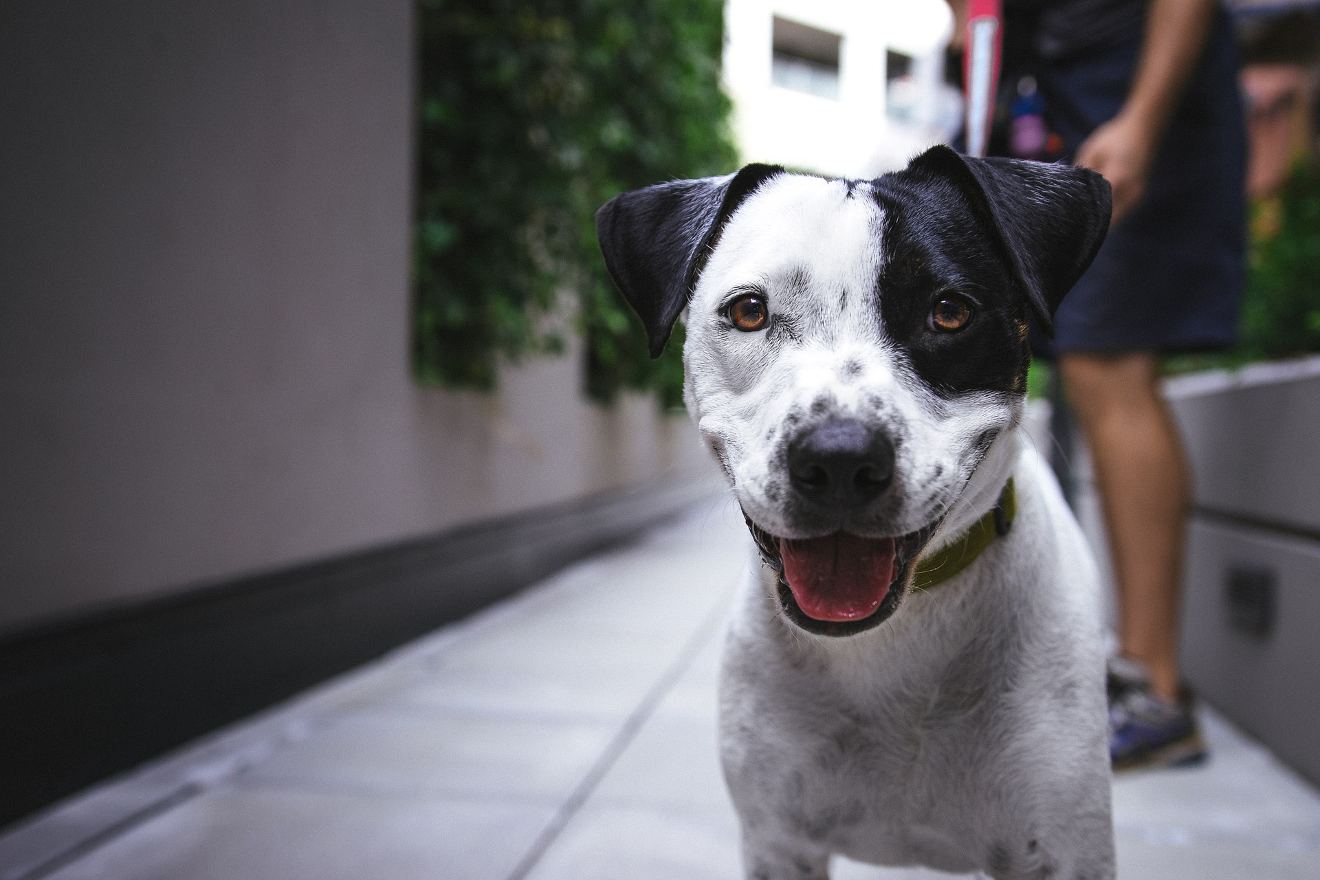 puppy training classes near me 