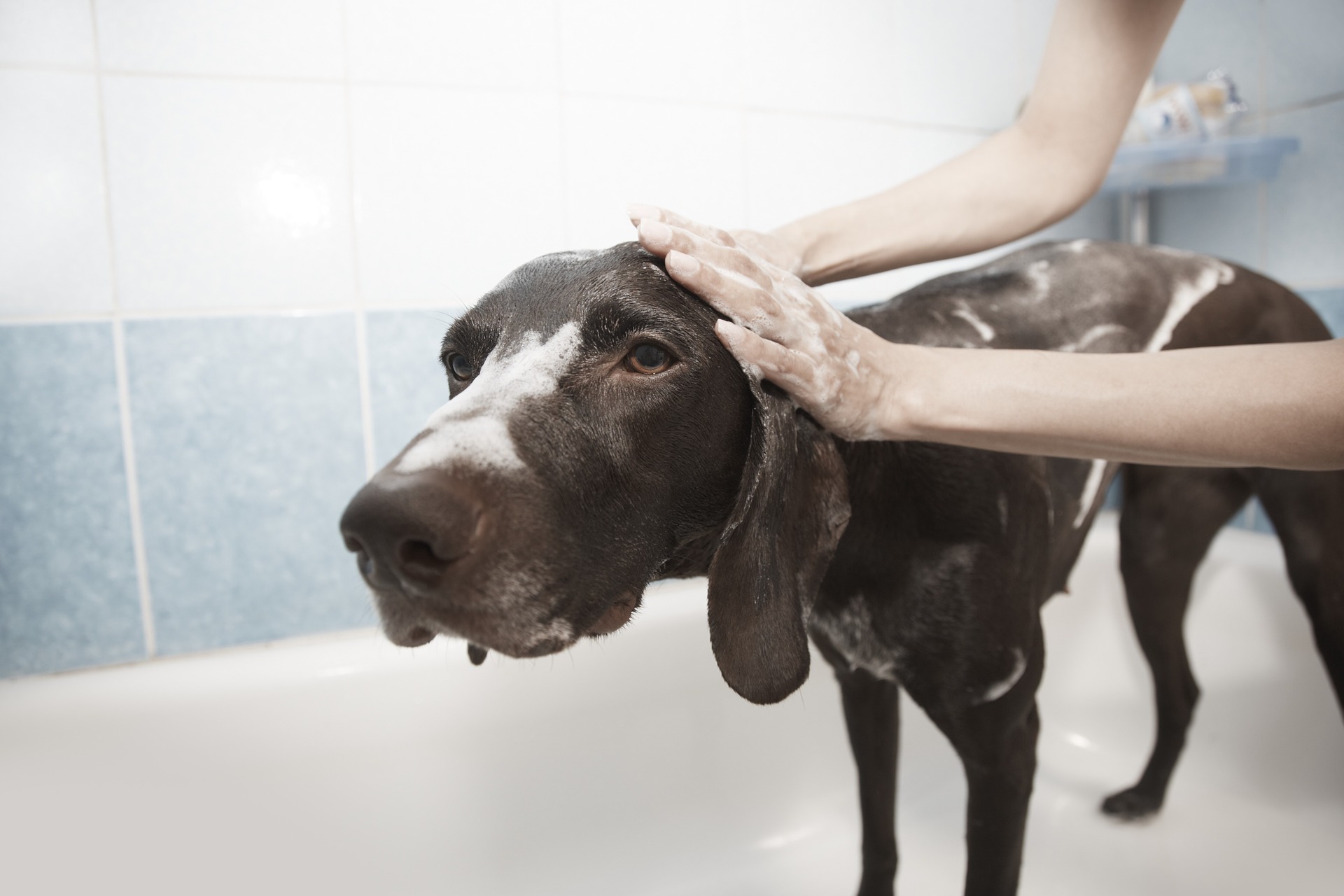 dog grooming sarasota