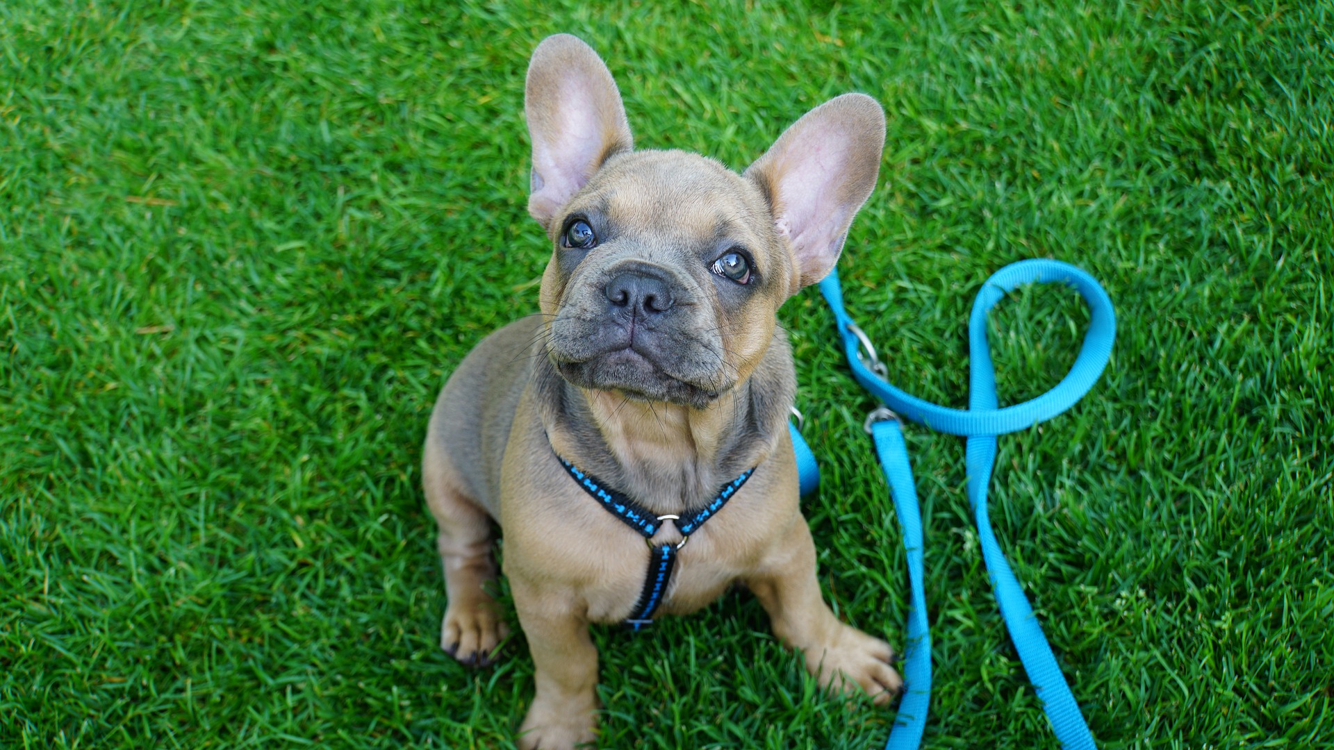 Bradenton puppy trainers 