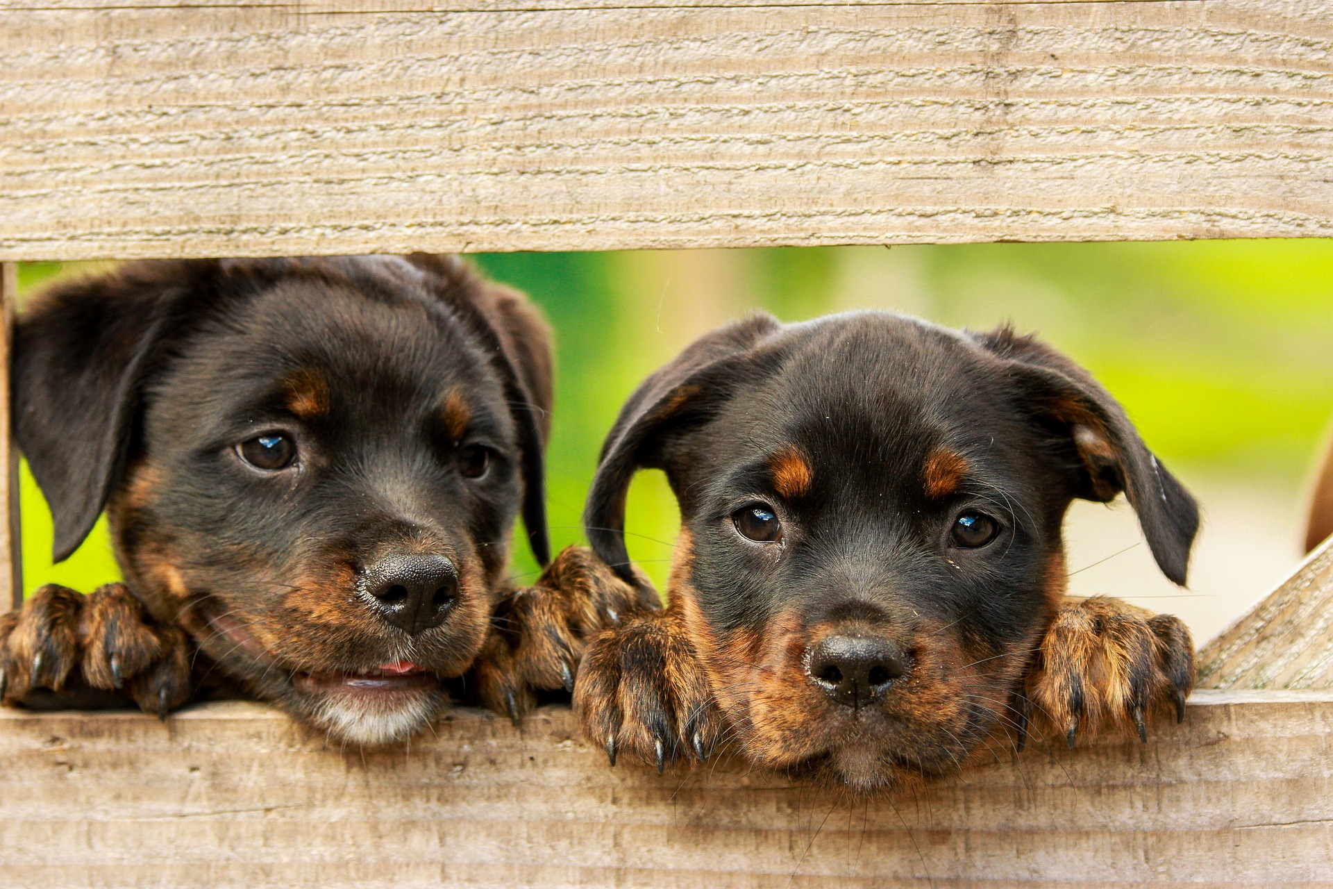 Sarasota dog training school