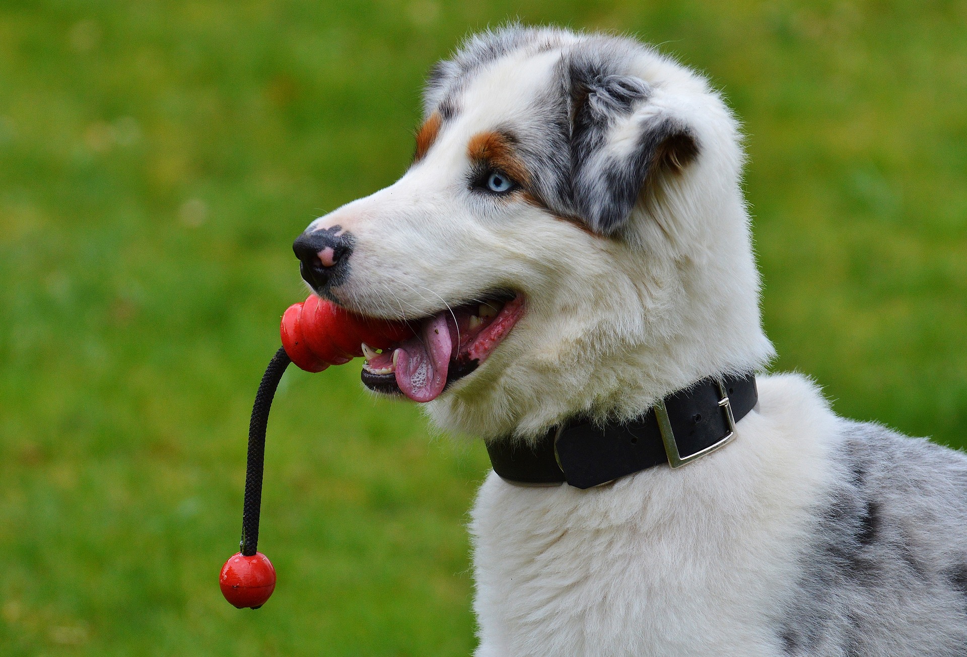 Bradenton obedience training