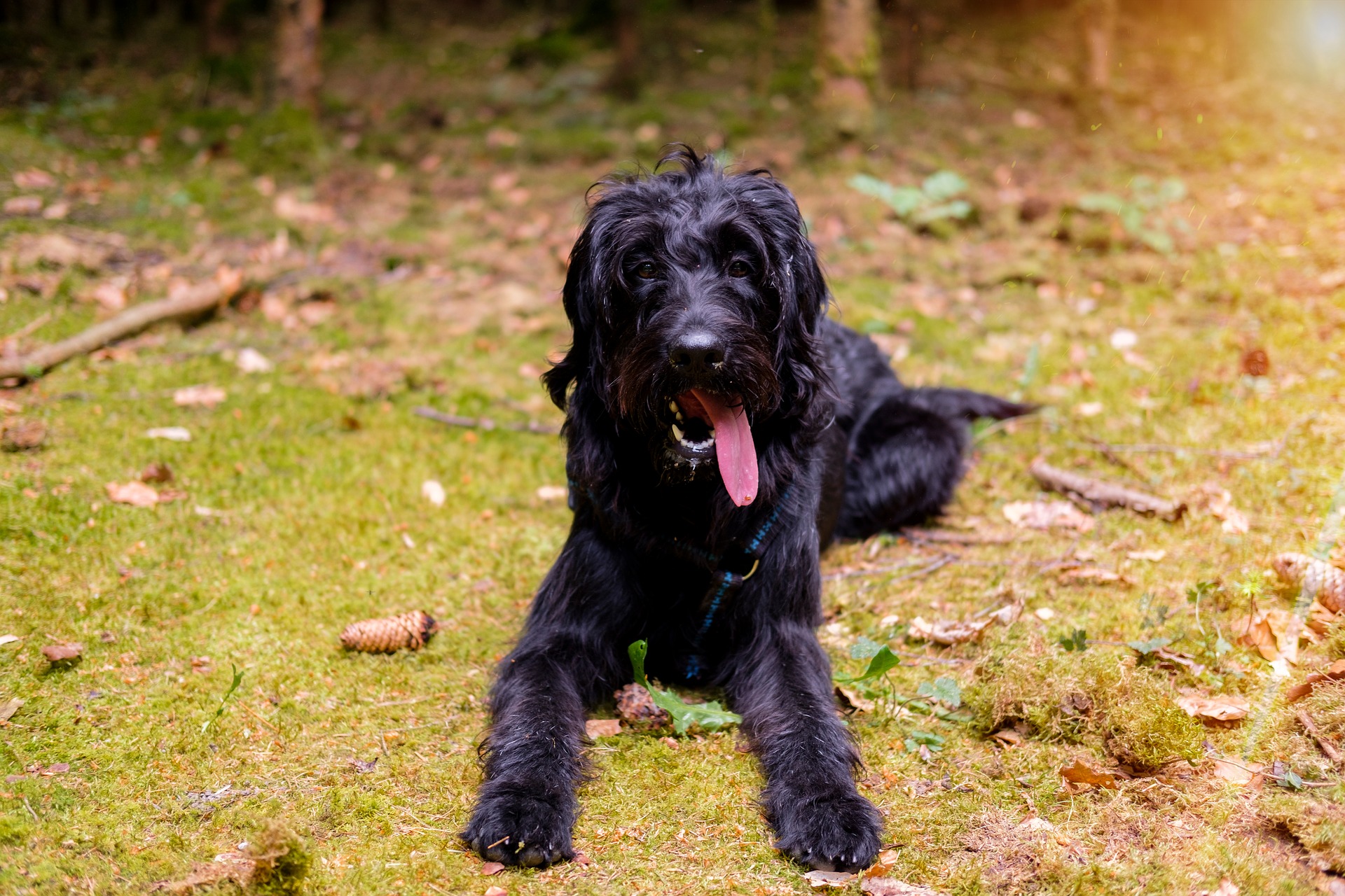 Bradenton dog training