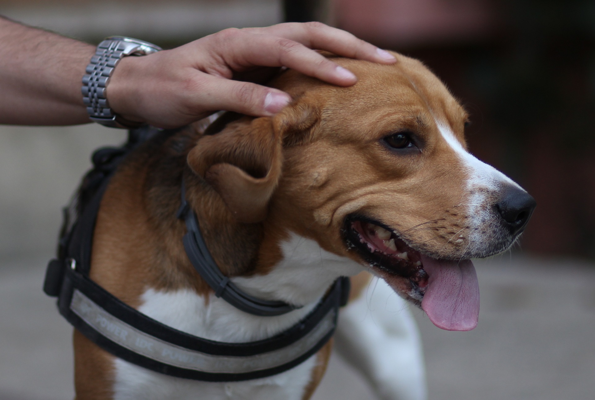 therapy dogs 