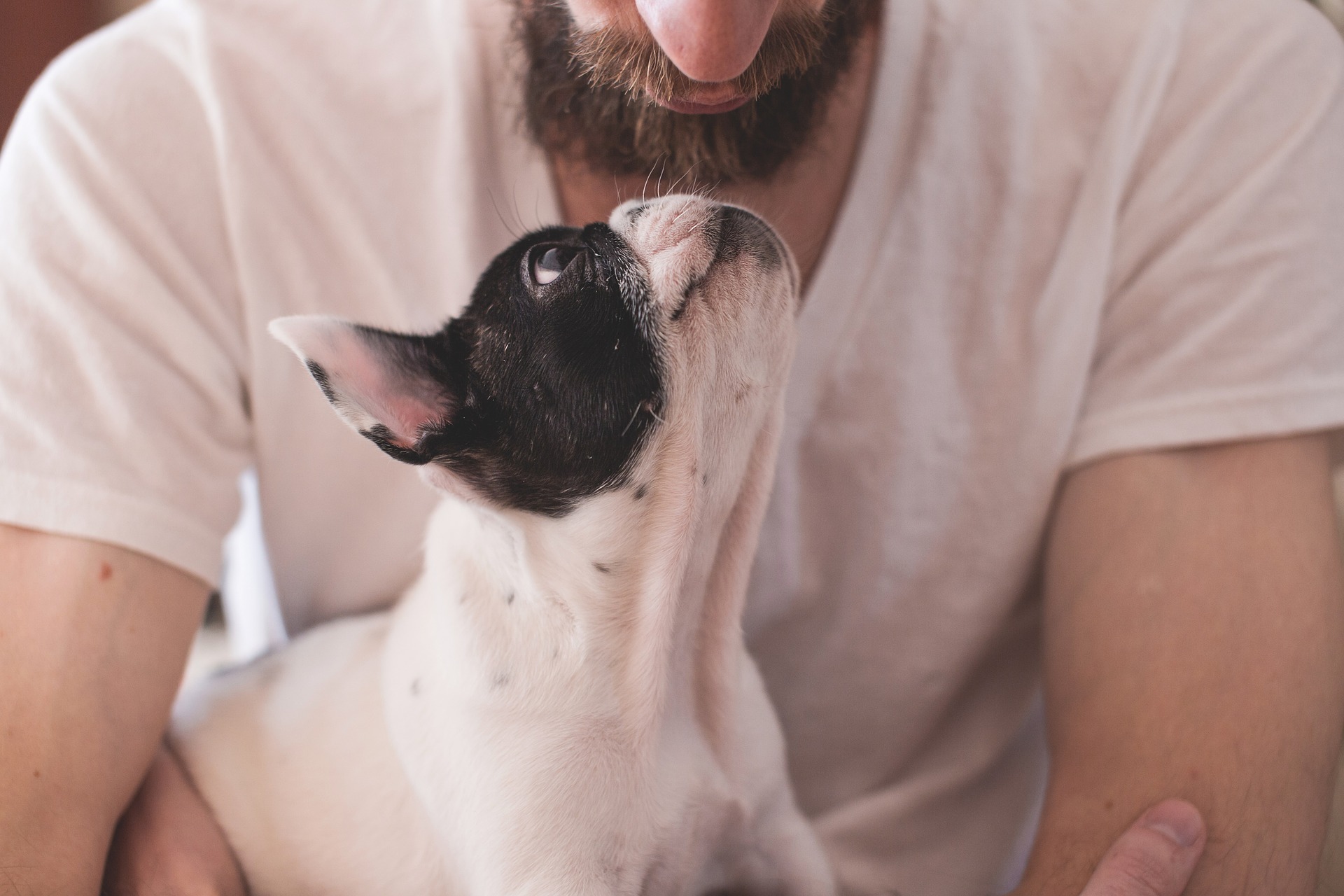 Sarasota dog training 