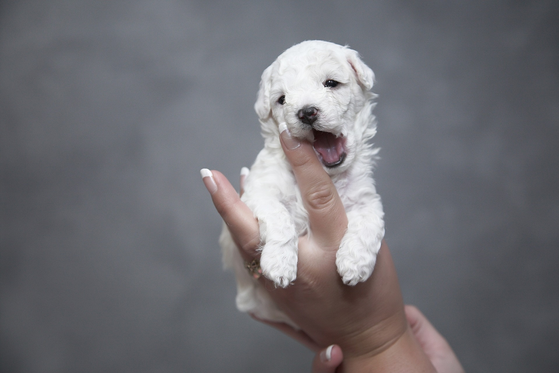 サラソタの子犬のトレーニング