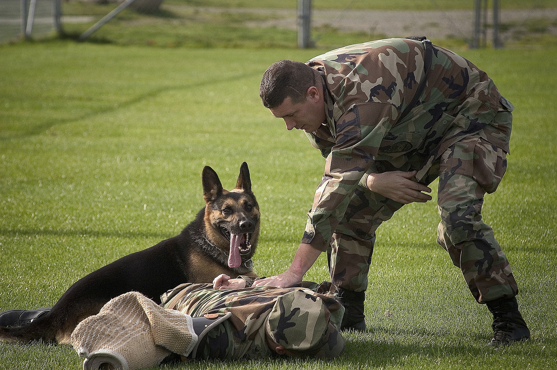 dog training Sarasota