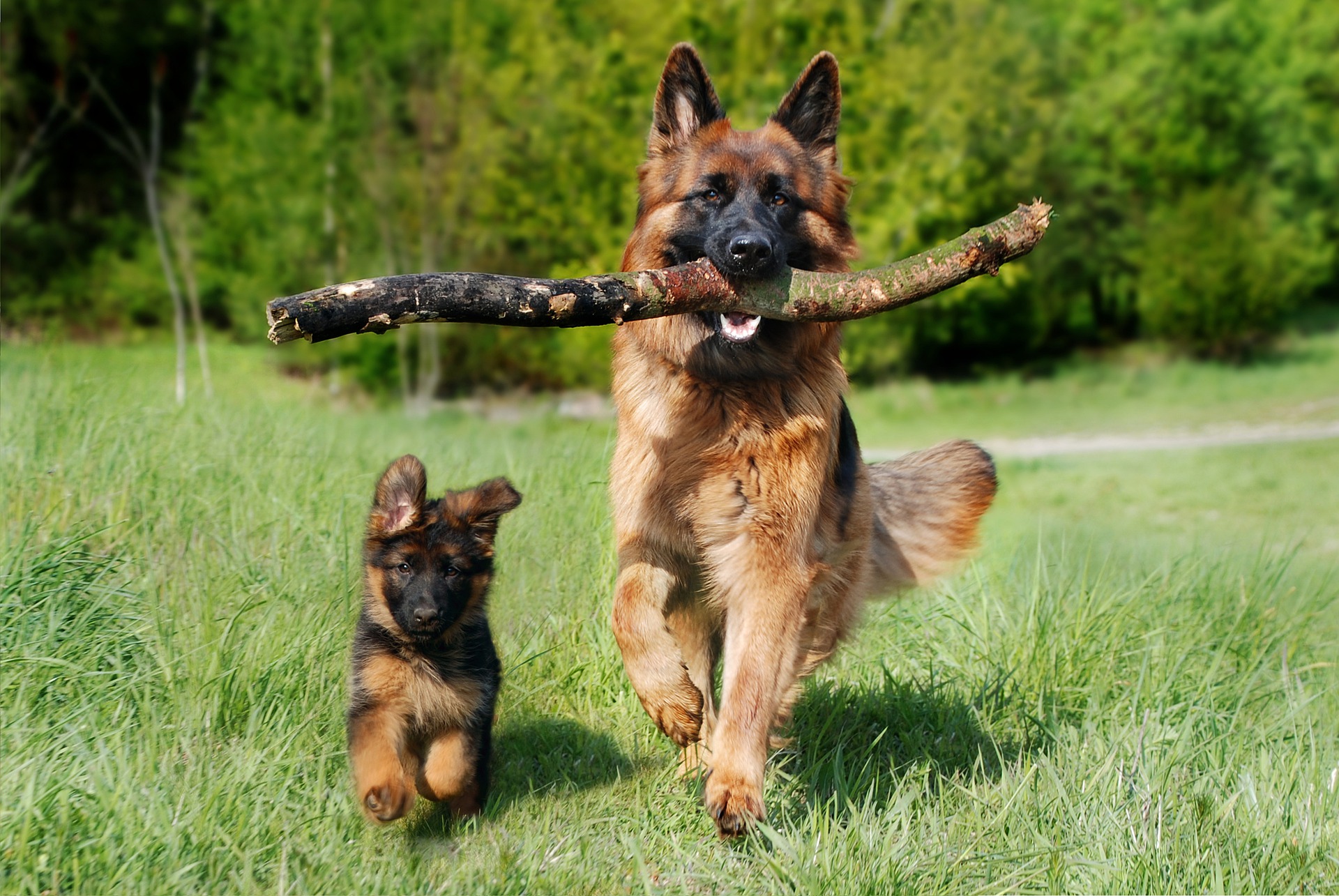 dog training