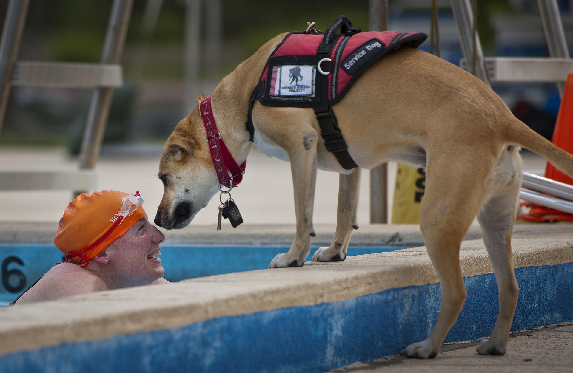 Sarasota service dogs 