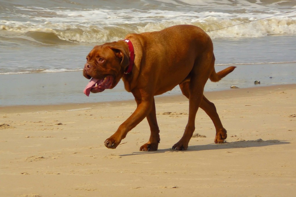 Picture of Worried About Excessive Panting? | Gulf Coast K9 Dog Training