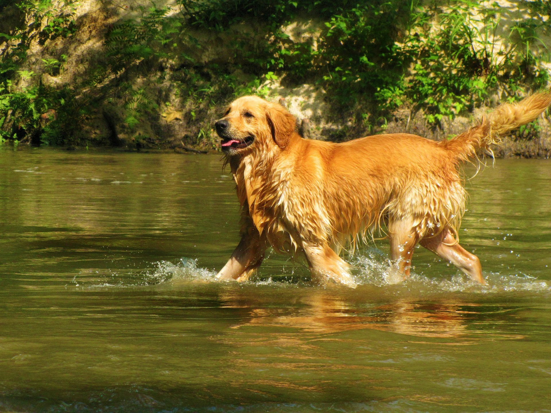 dog training Bradenton
