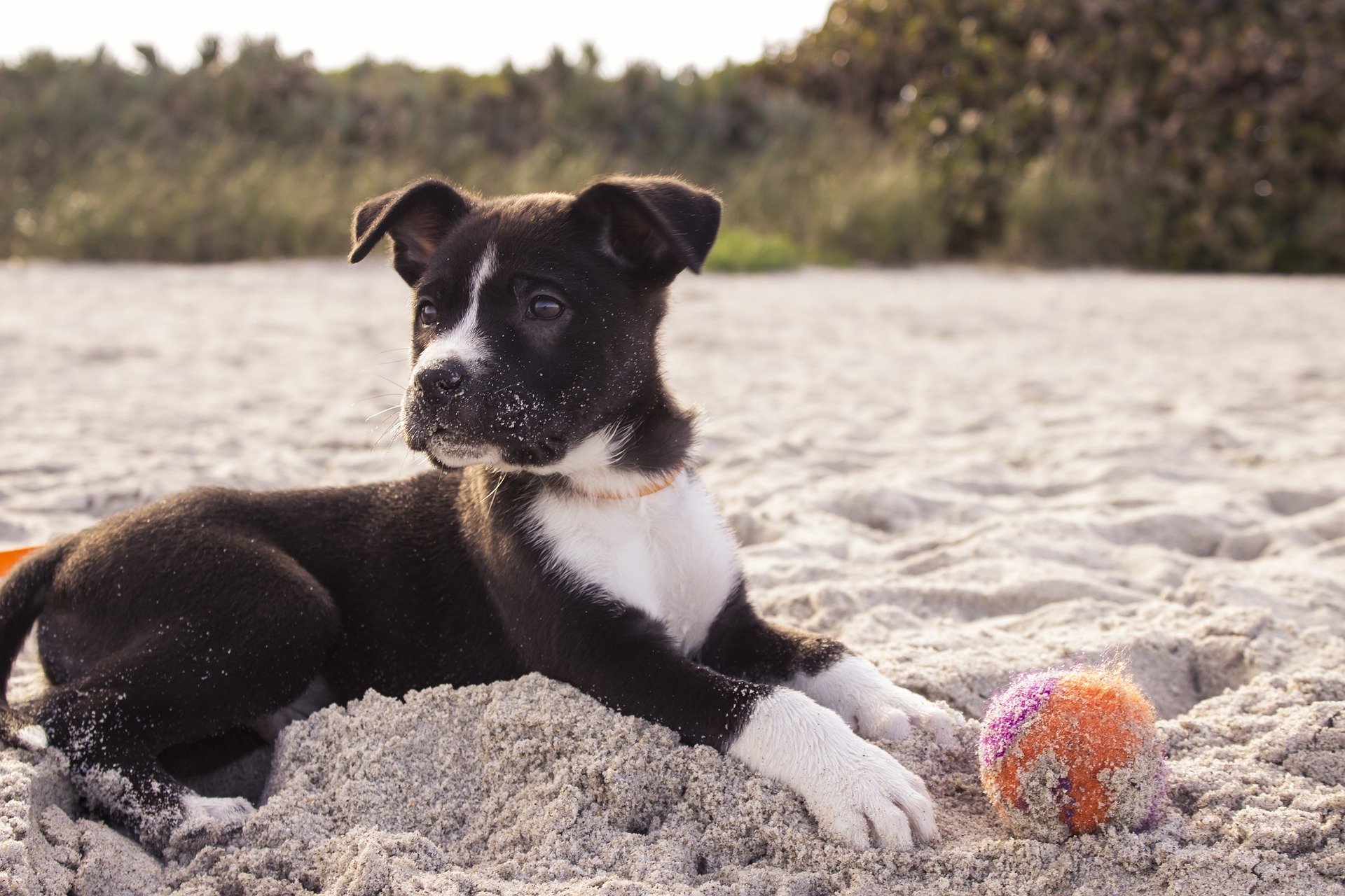 Sarasota dog training 