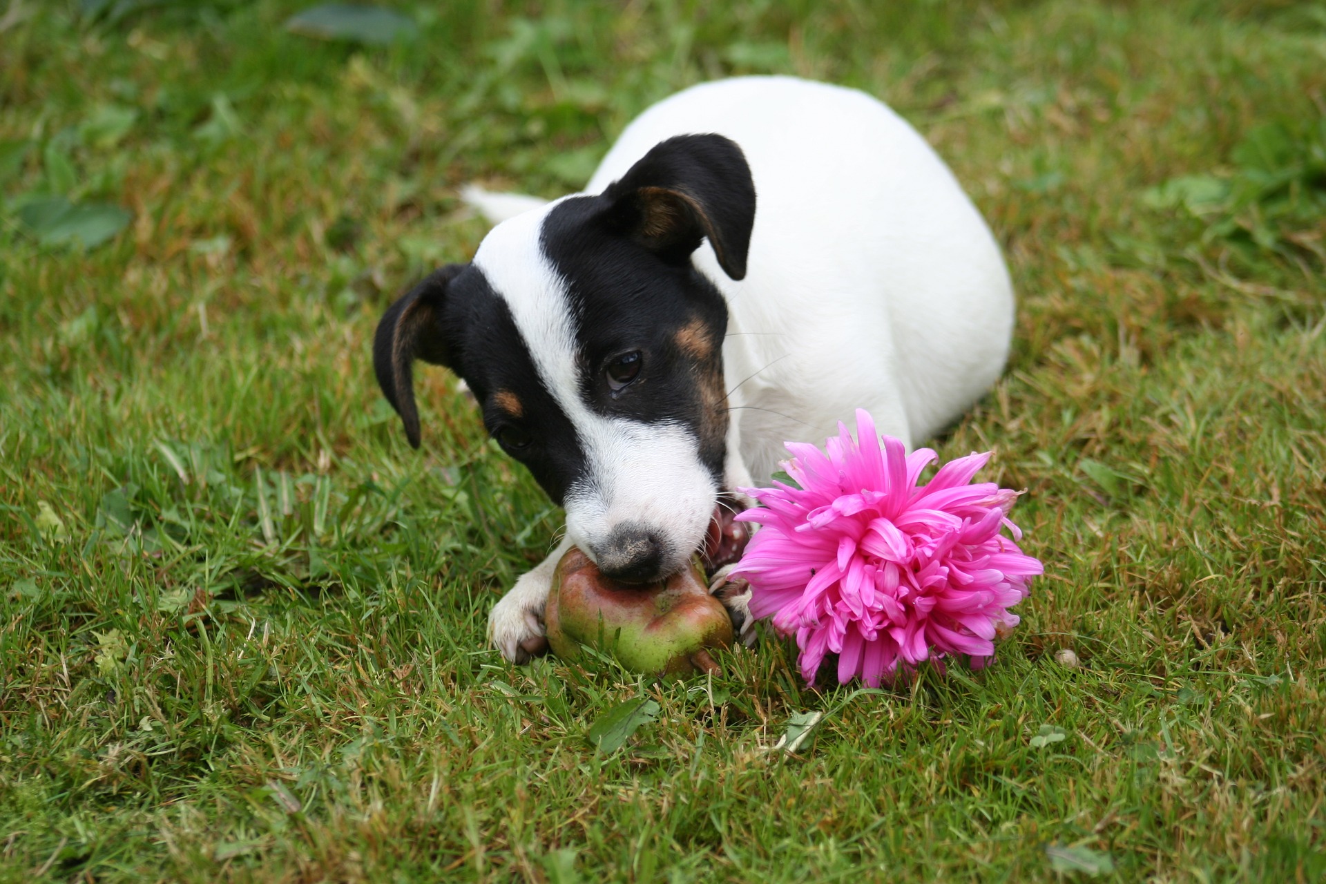 dog trainers Bradenton 