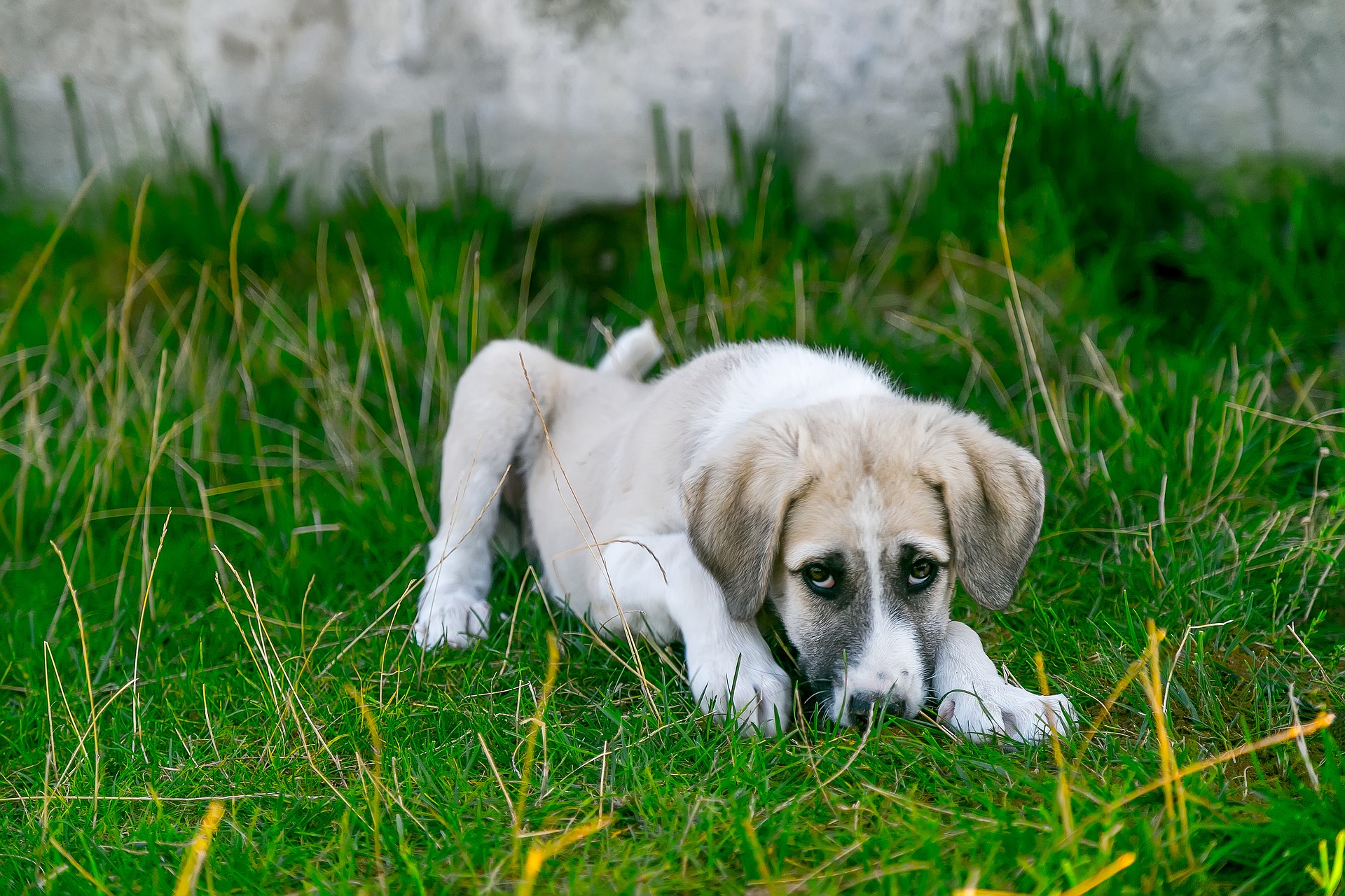 canine allergies