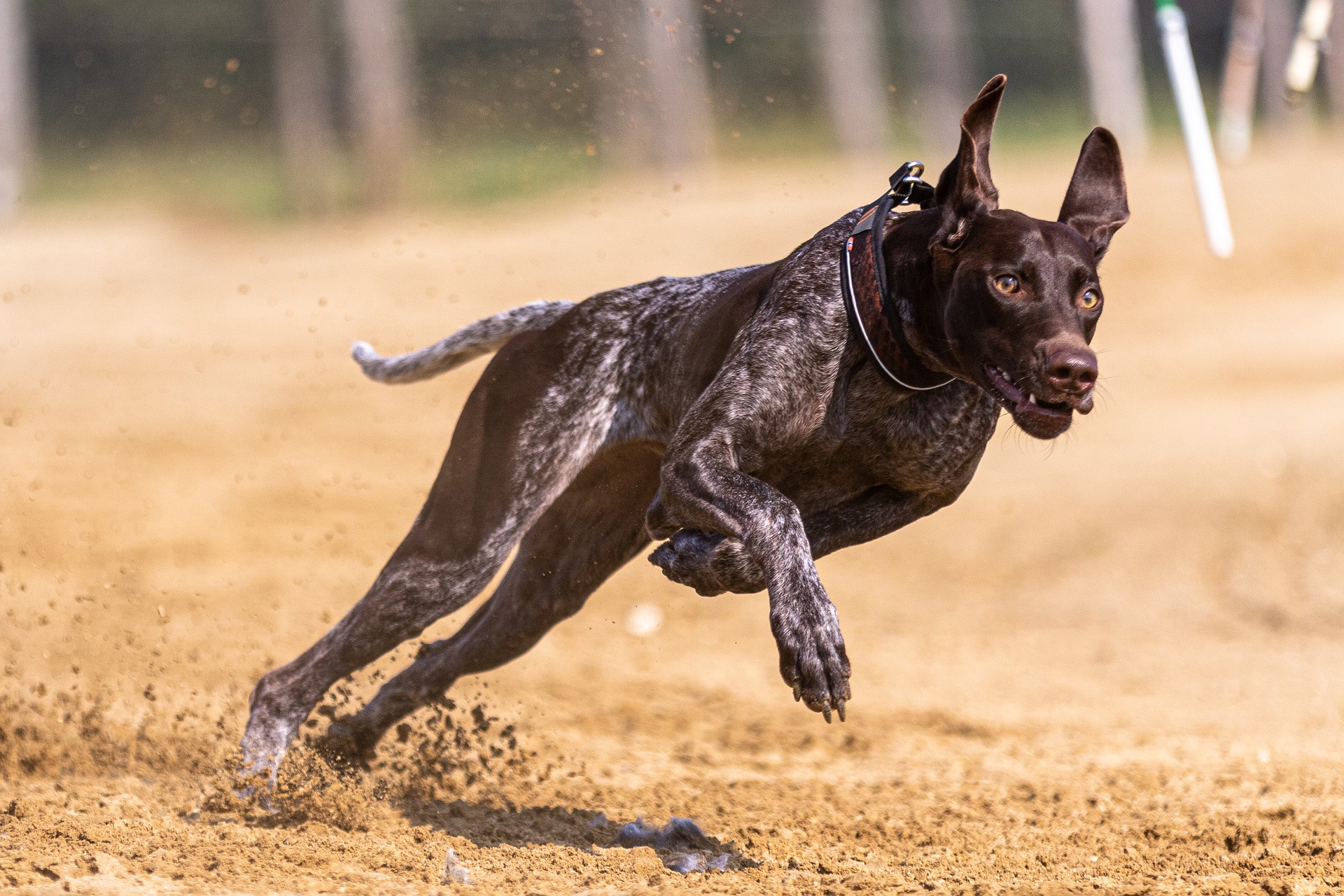 dog training Parrish