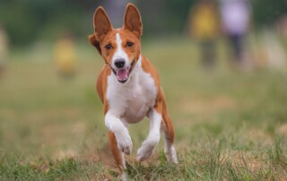 best dog trainers in Florida
