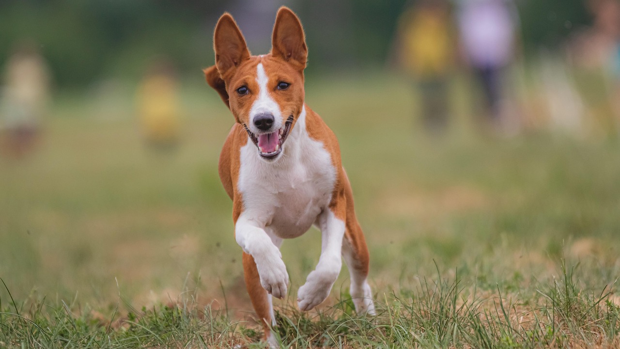 Train Your Dog to Stop Jumping