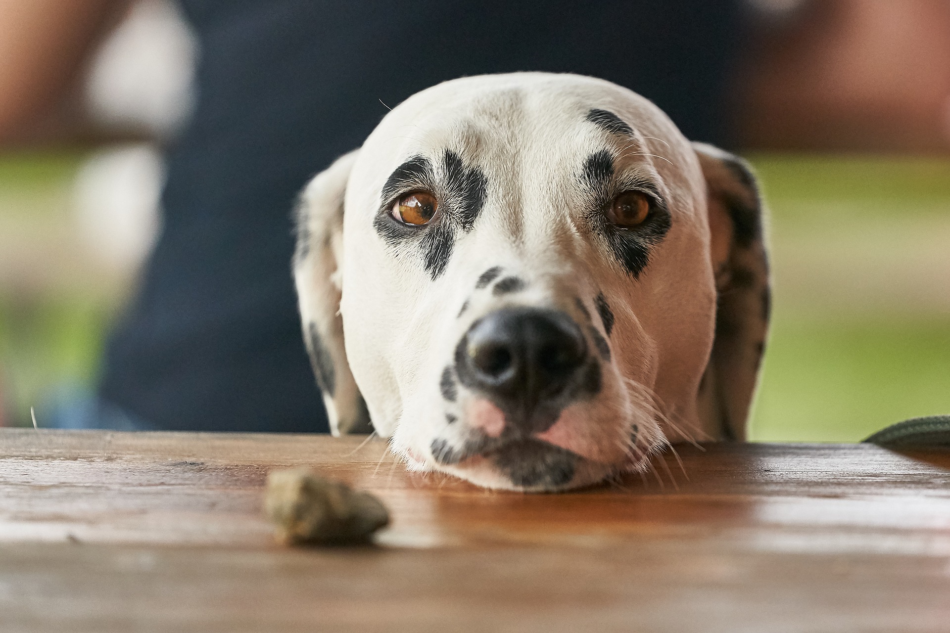 dog obedience classes