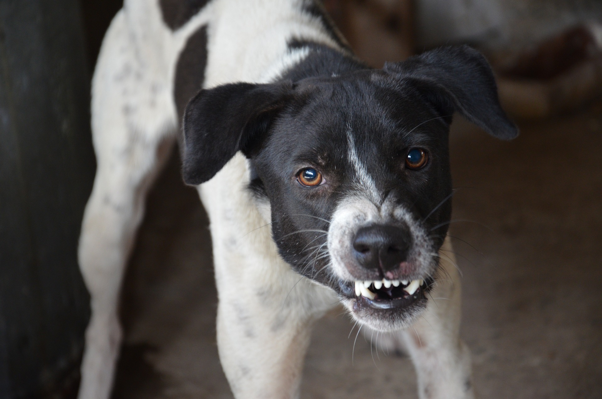 Reactive sales dog breeds