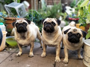 dog training tips