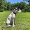 dog trainers near bradenton