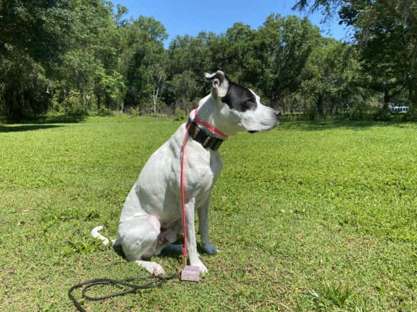 dog trainers near bradenton