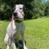 dog trainers near bradenton river wilderness