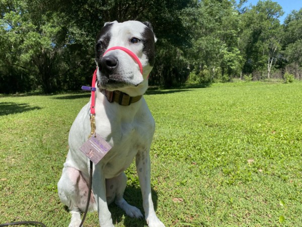 dog trainers near bradenton river wilderness