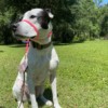 dog trainers near palmetto fl