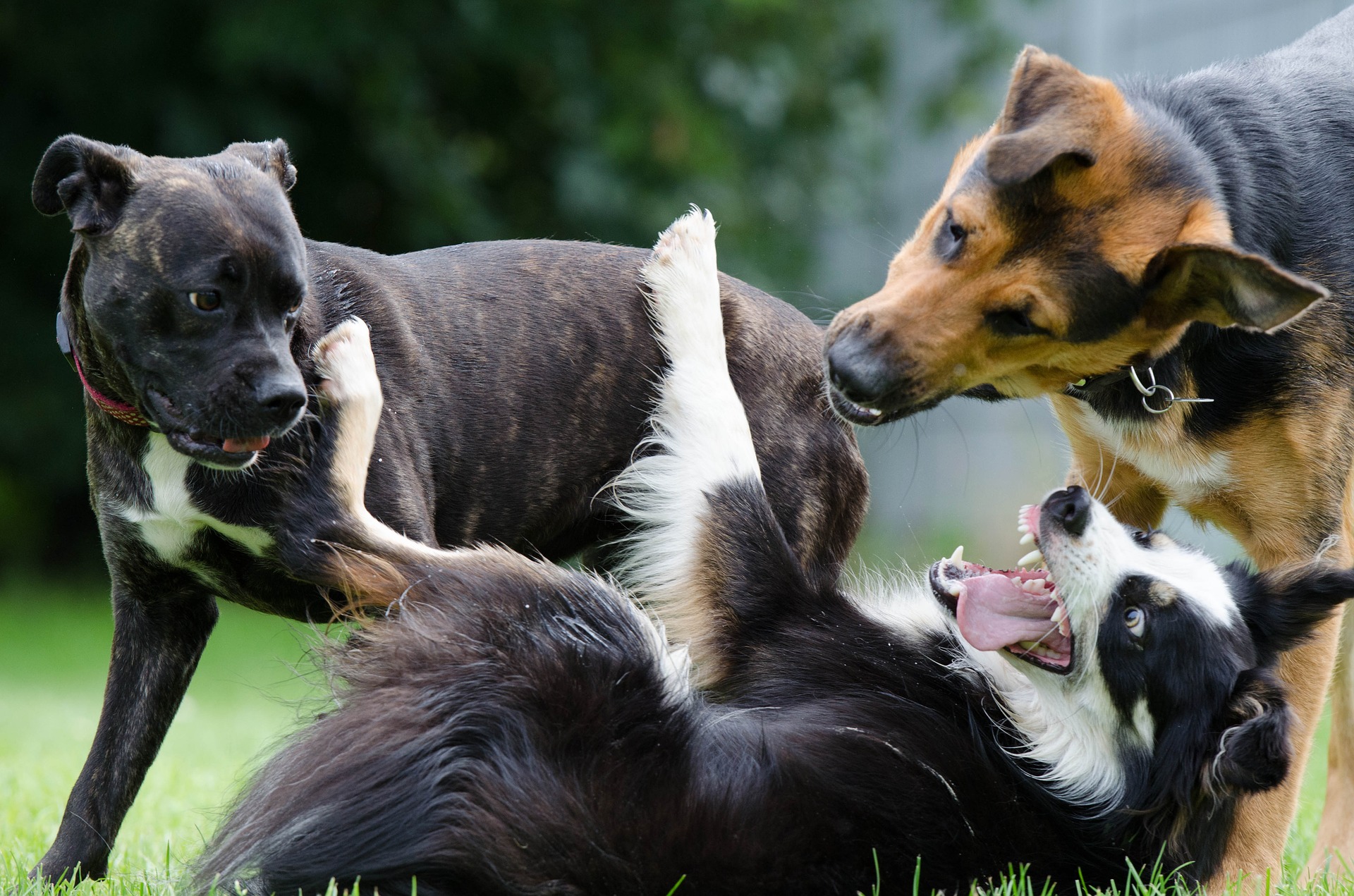 Bradenton dog trainer