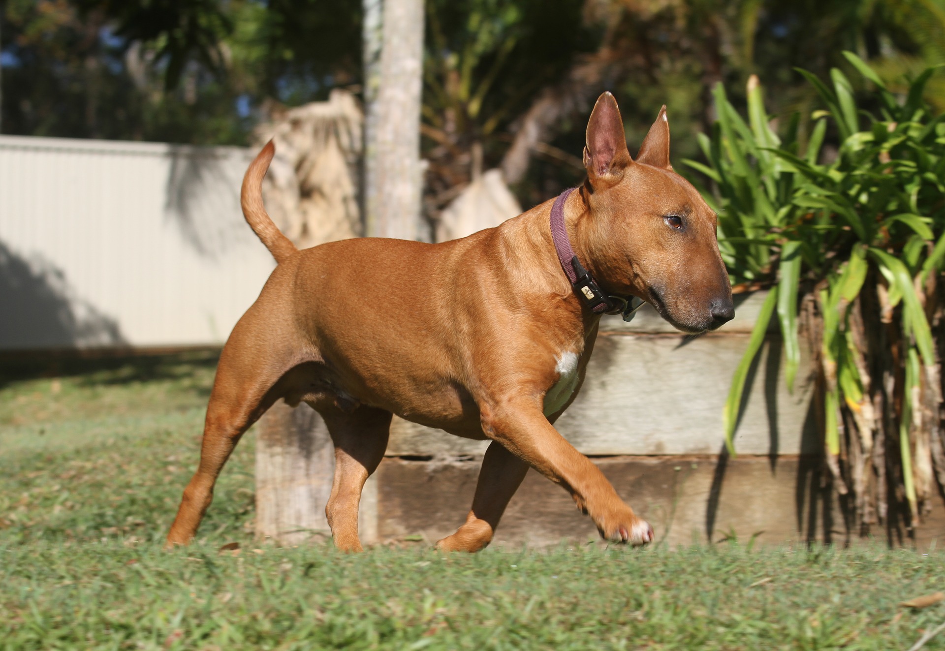 dog training classes 