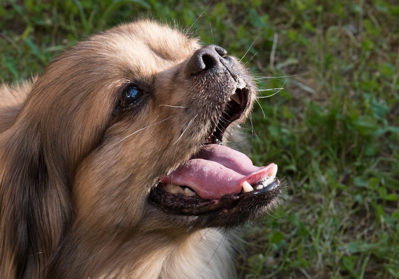 puppy training Bradenton