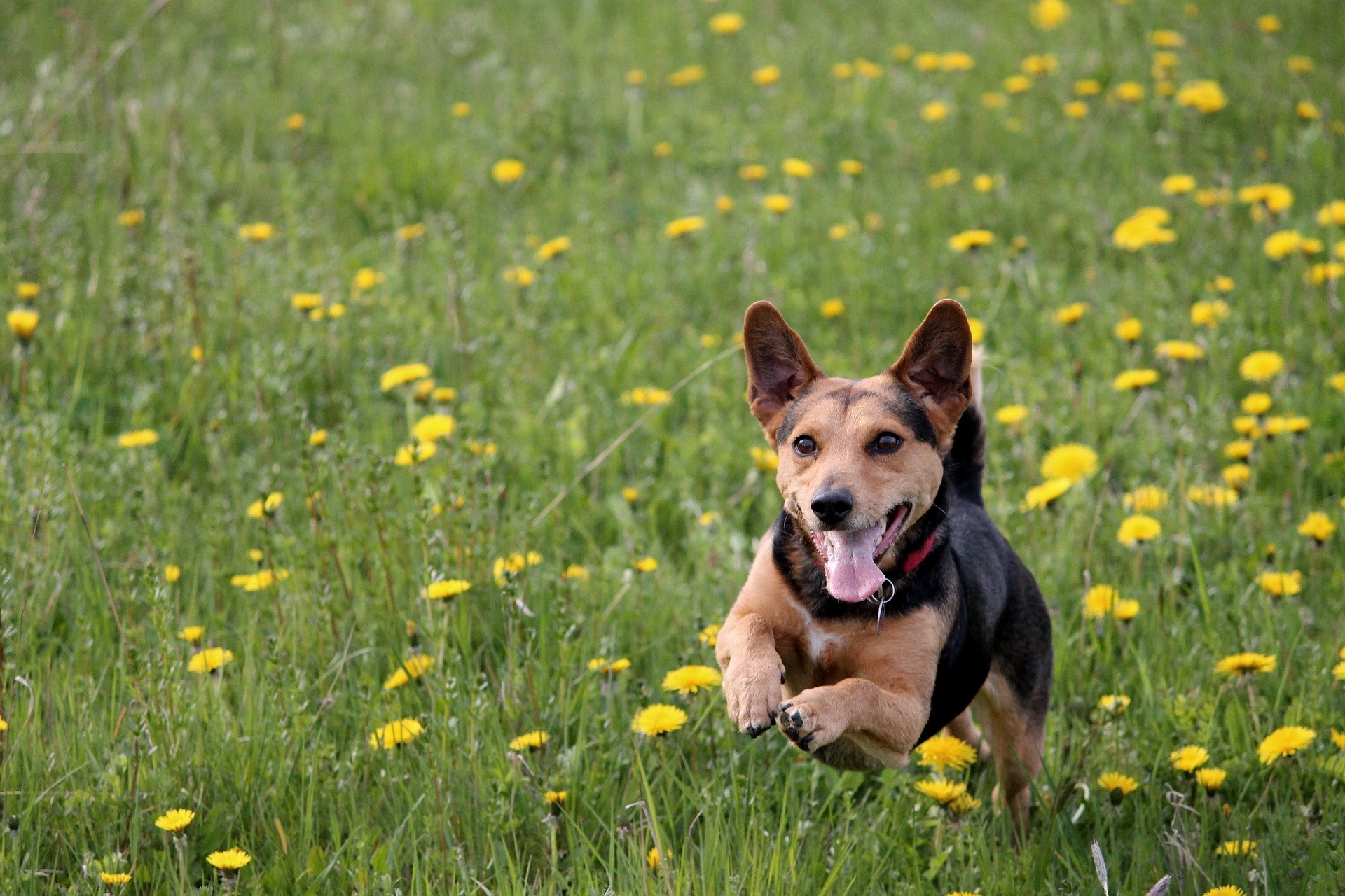 obedience training Sarasota