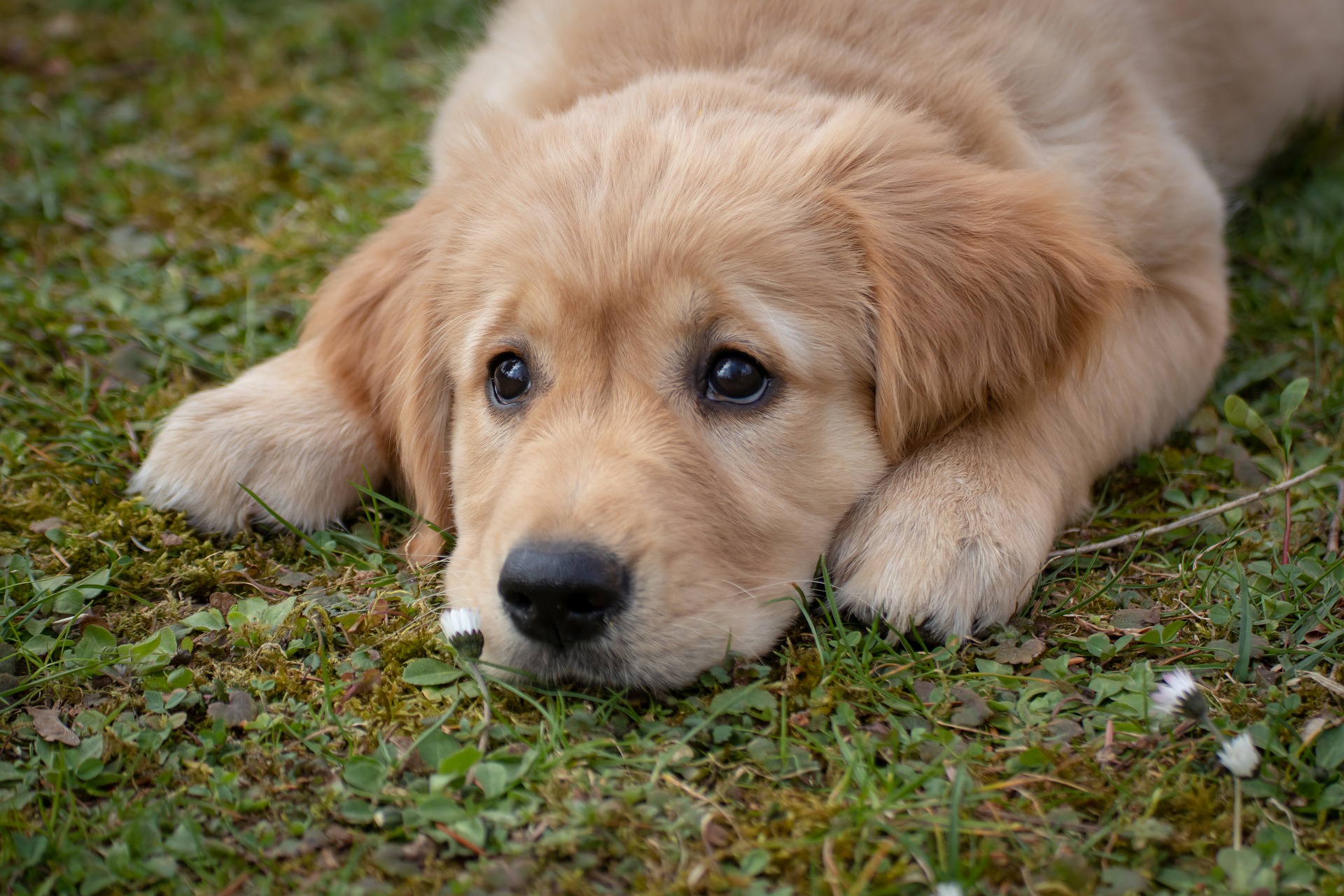 puppy training Sarasota