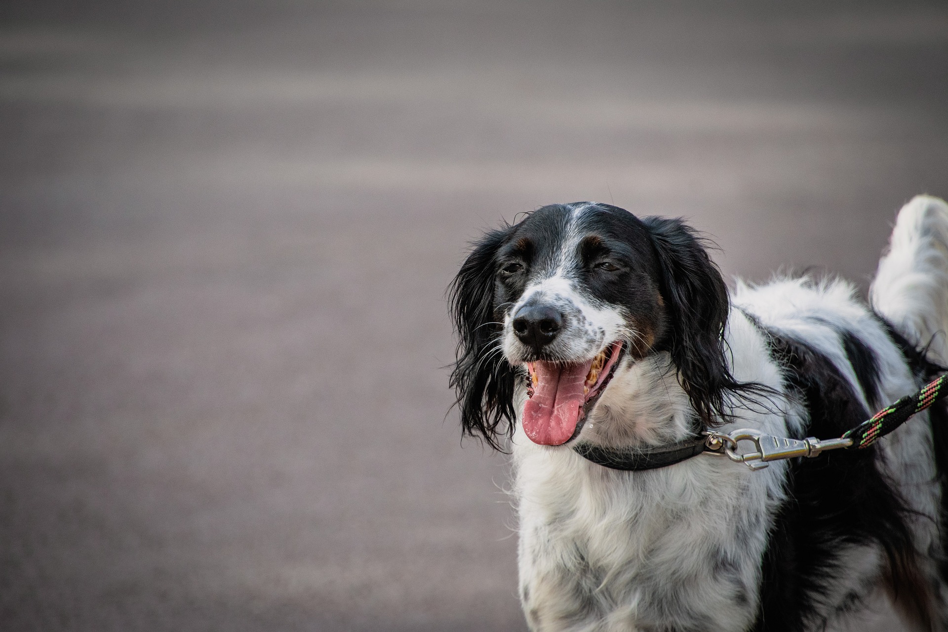 canine obedience school