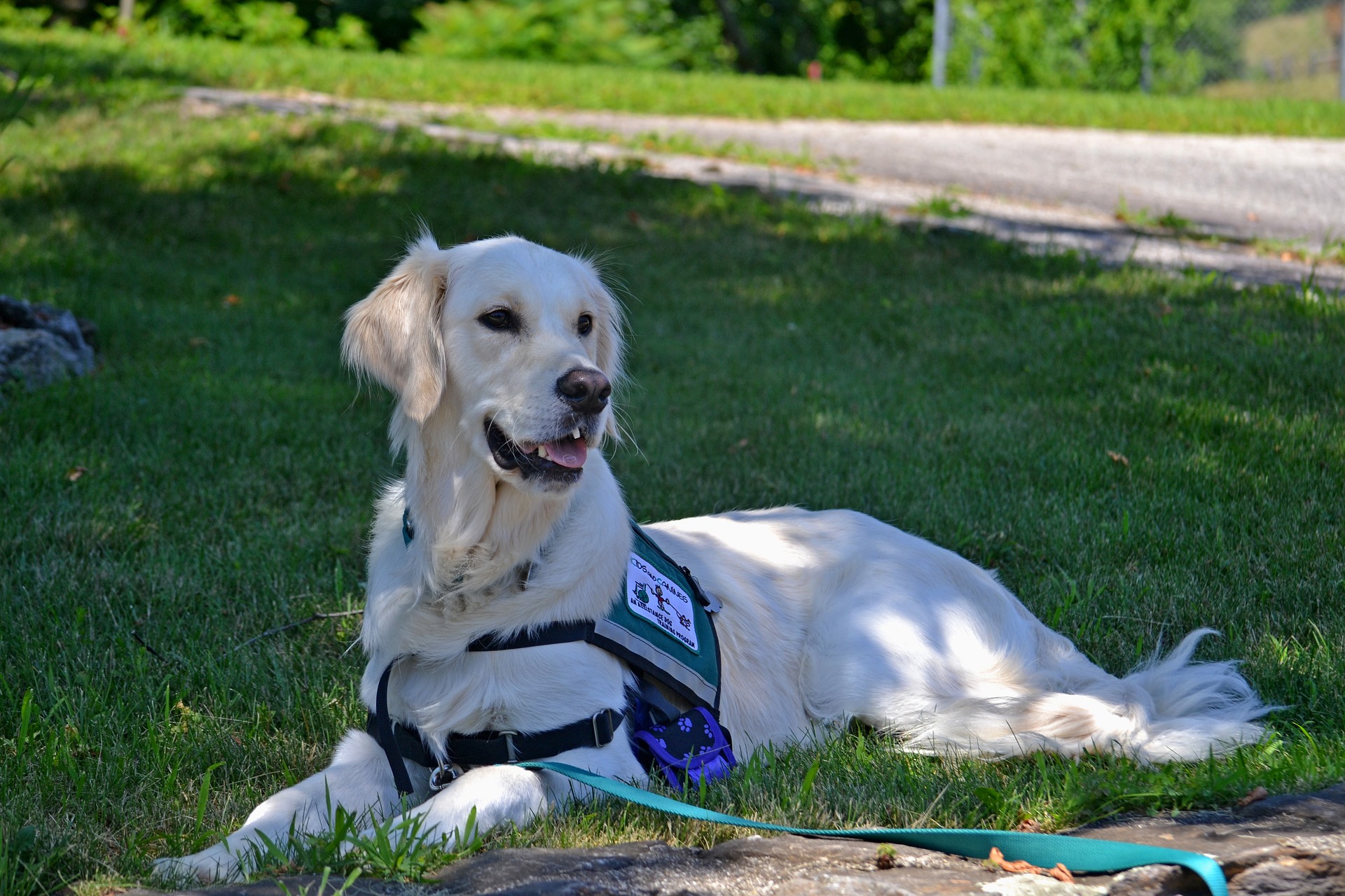 what is the difference between a therapy dog and an emotional support dog