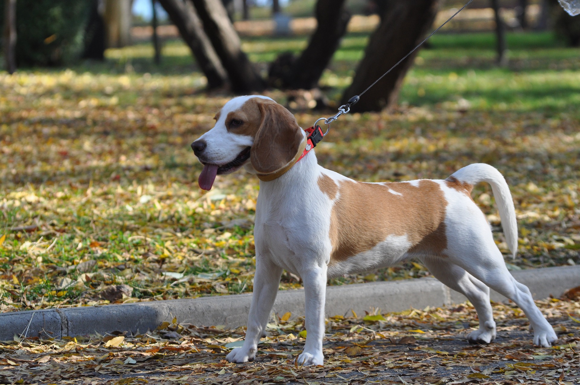 training dogs 