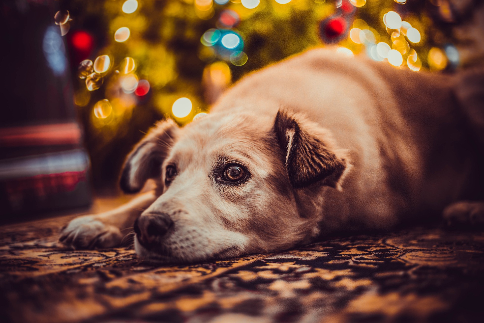pet holiday safety