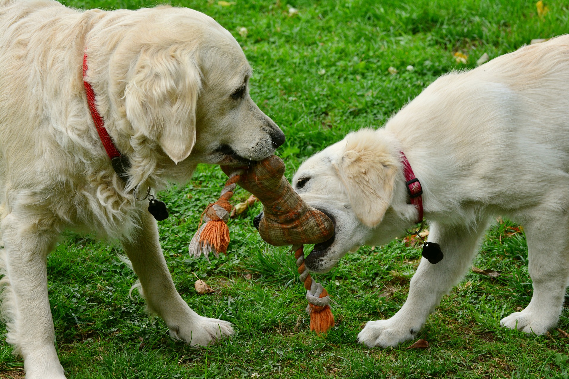 dog training toys