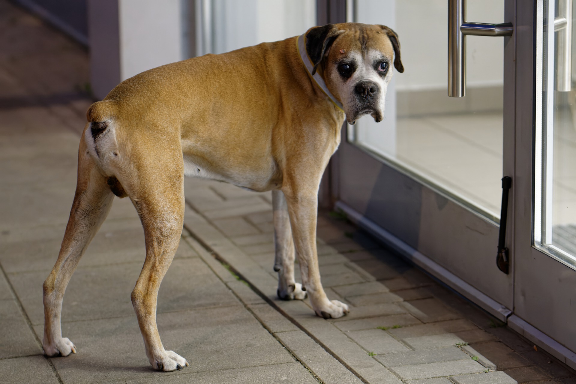 dog training facility Bradenton