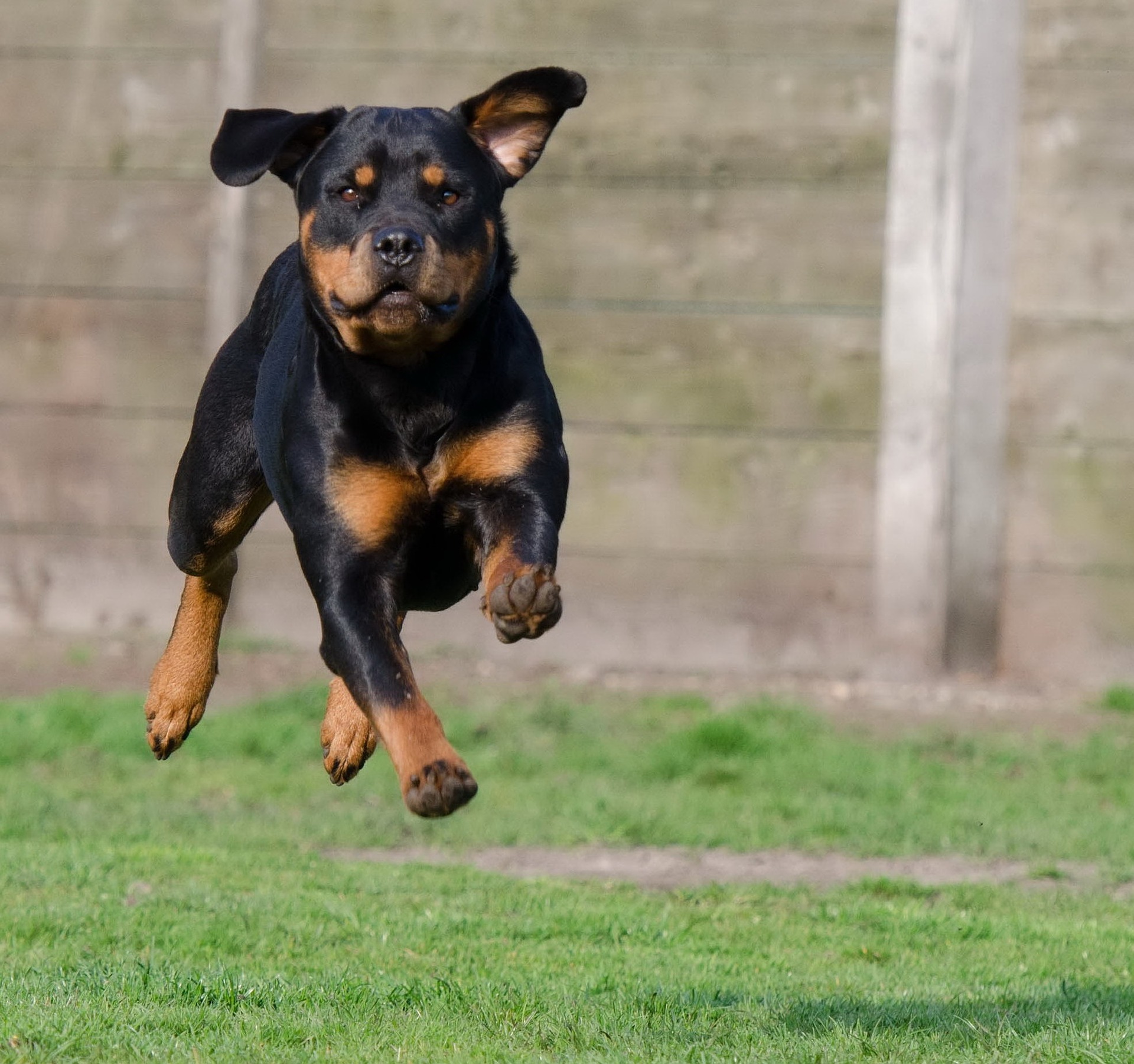 doggy playcare