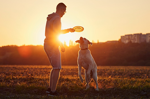 puppy training courses