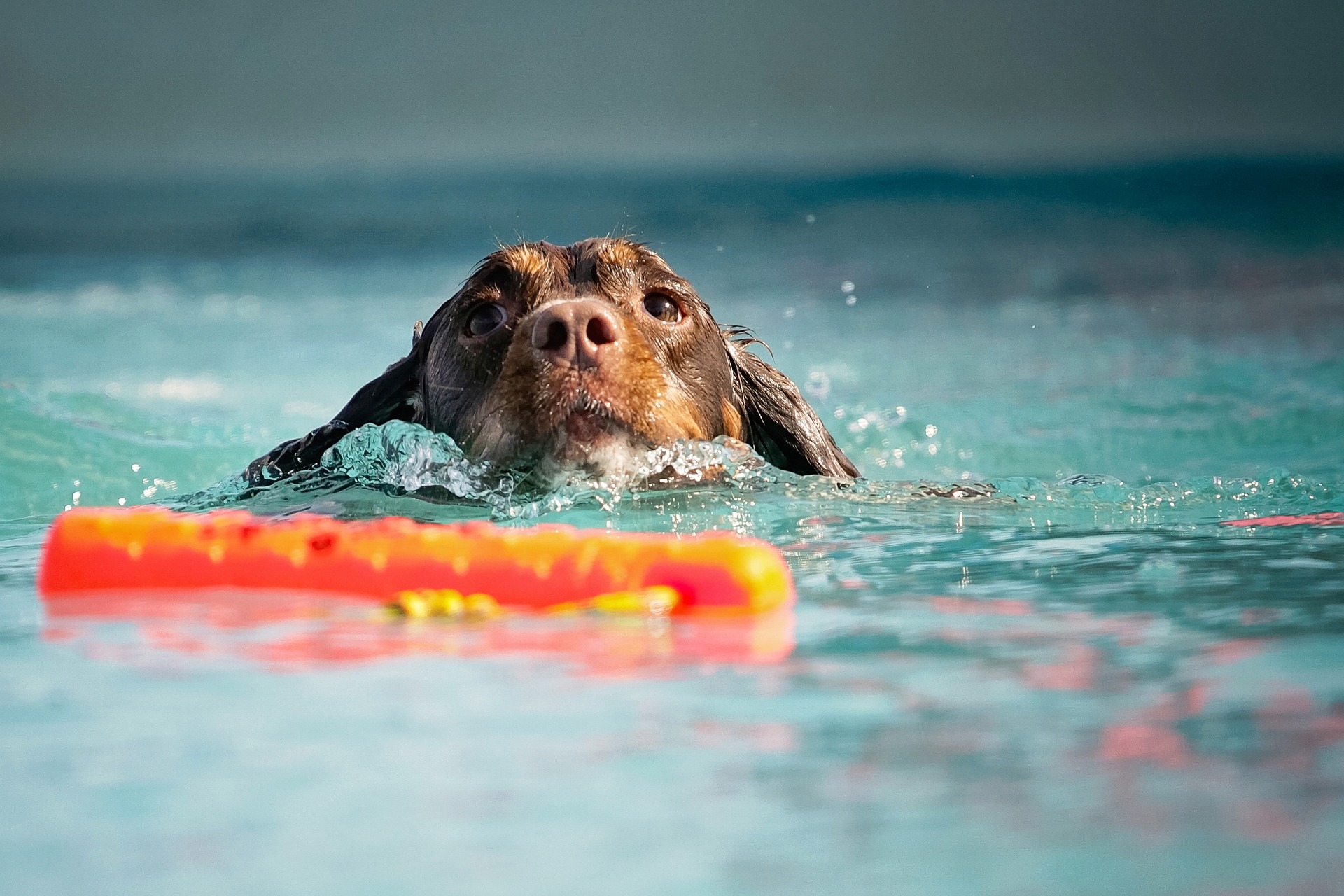 training your dog