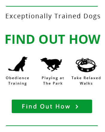 best dog trainers near me