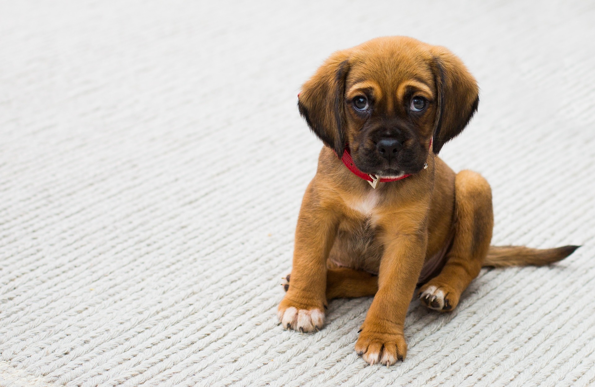 dog obedience school