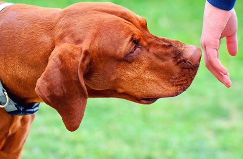 puppy training classes