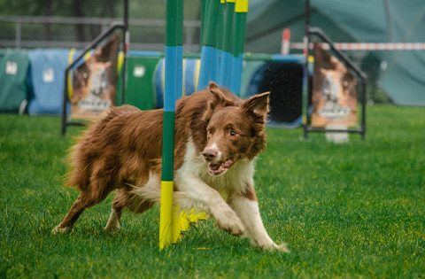 puppy training parrish fl