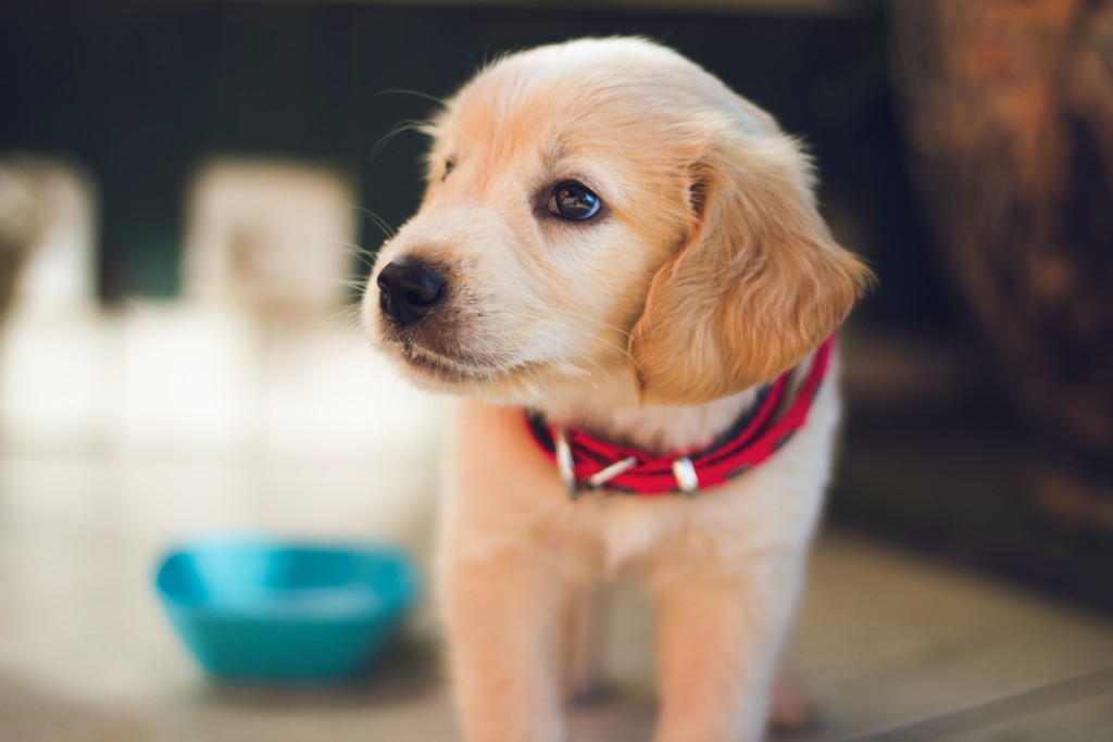 How to get a puppy to stop using puppy pads clearance