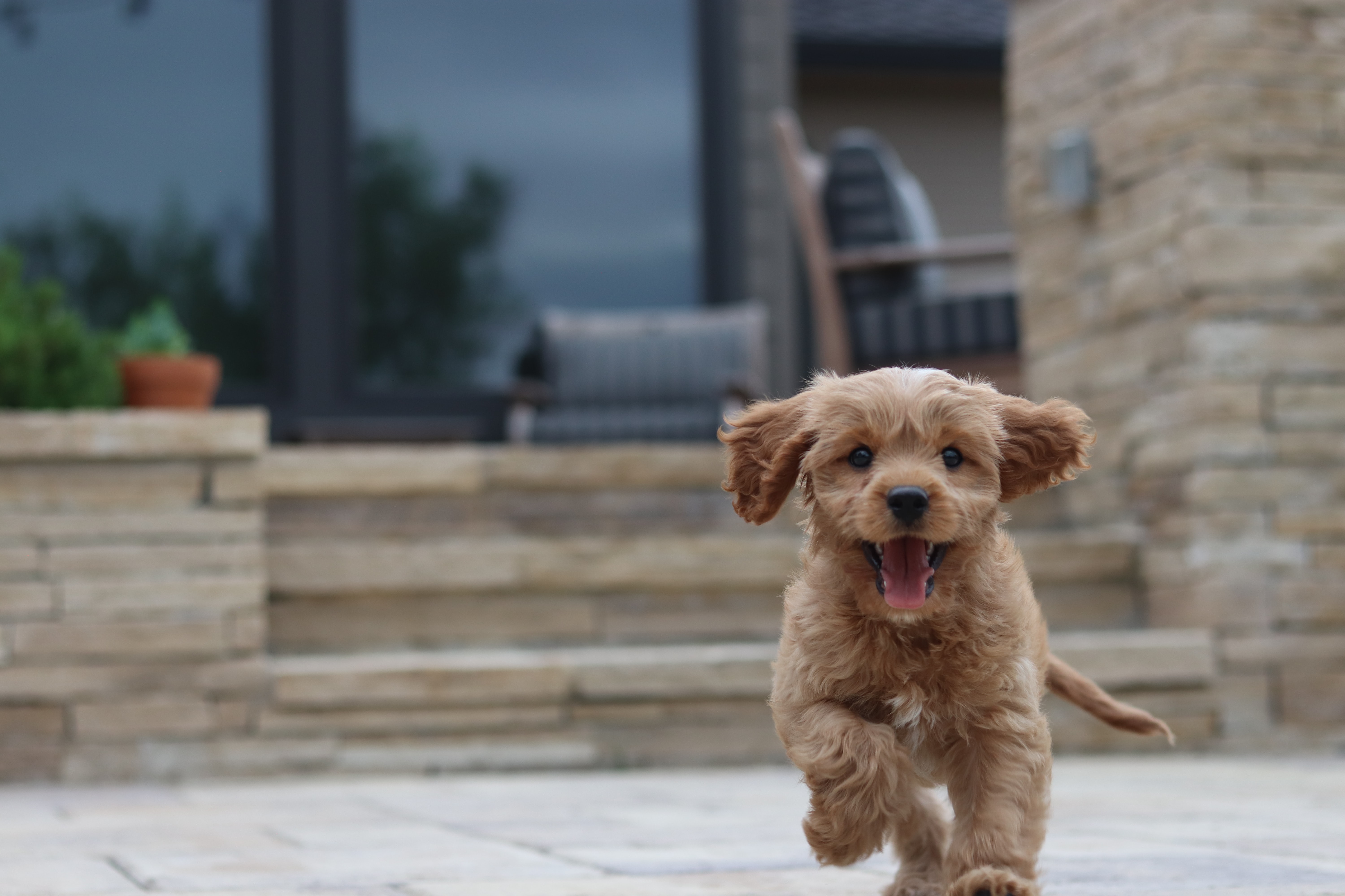 Bradenton puppy training