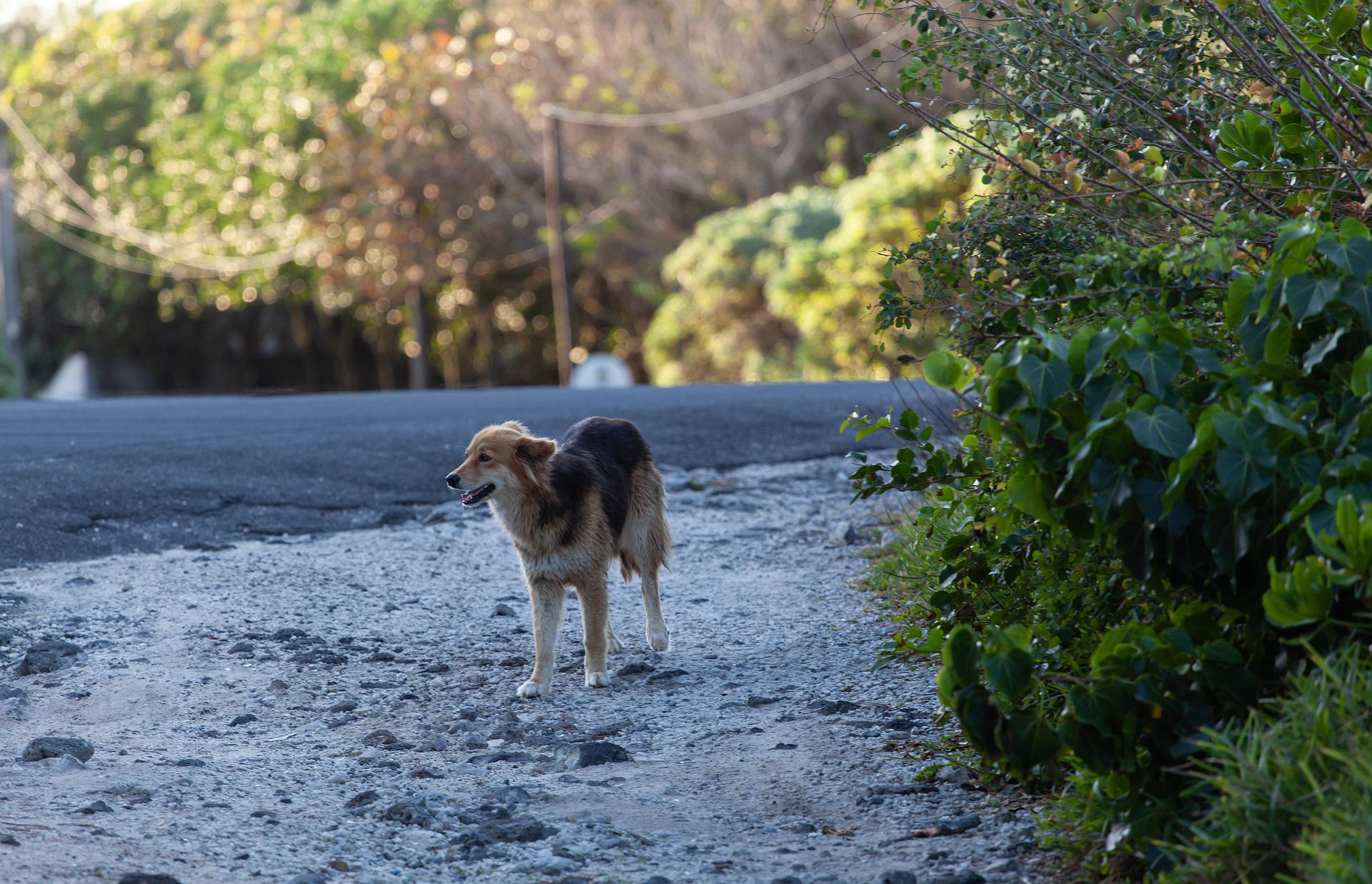 dog training Bradenton