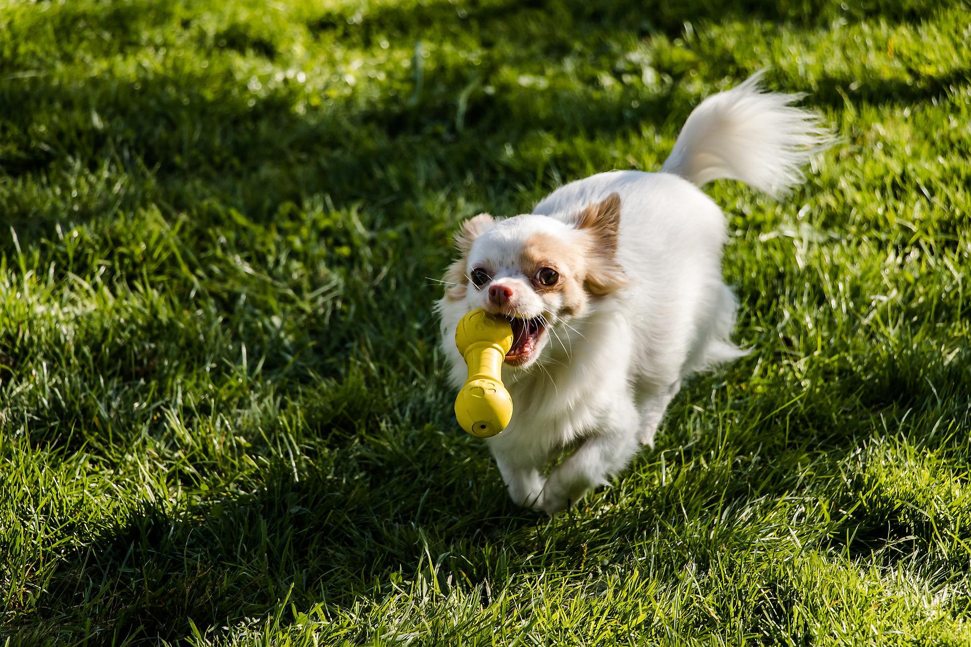 dog training classes 